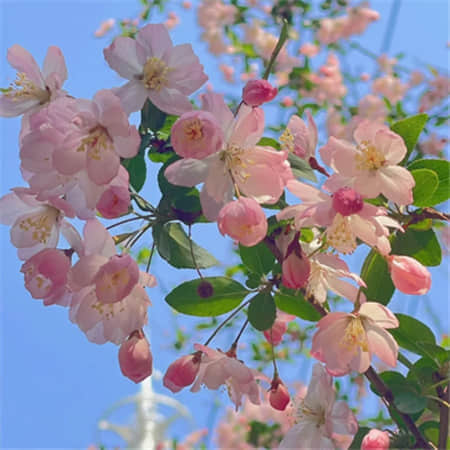 昵称