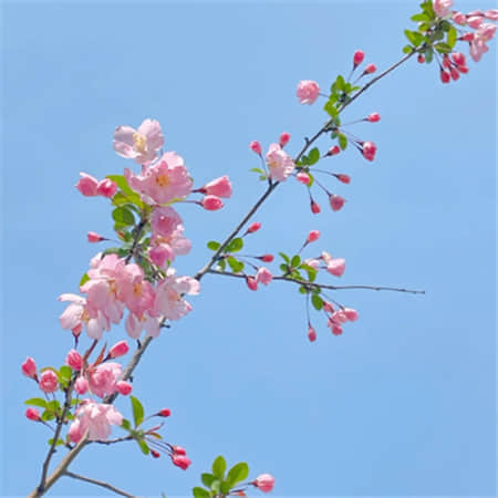 嘉小
