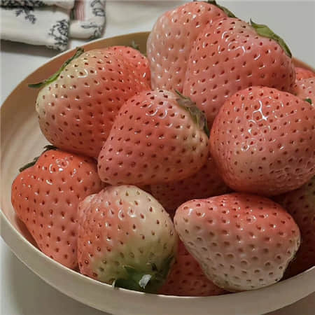 苏小