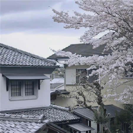 鞠婧祎