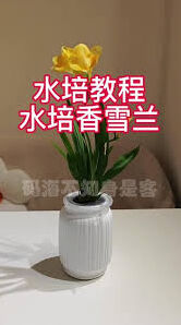 我的花园小苍兰香气怎么样